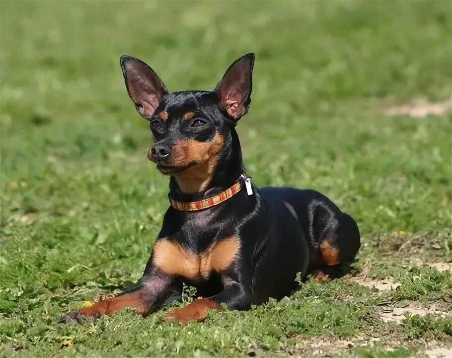 Пинчеры породы собак карликовый фото Mirka Miniature pinscher puppy, Miniature pinscher dog, Miniature doberman