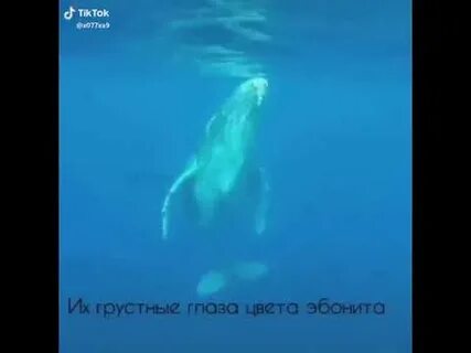 Плач кита слушать