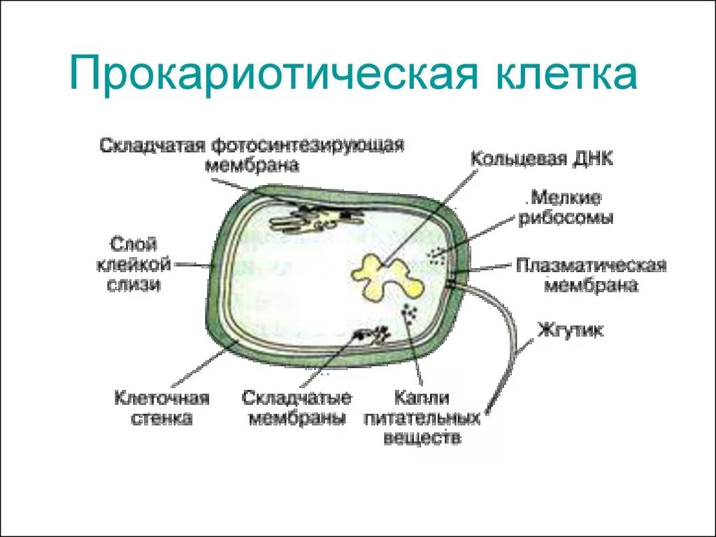 Структура клеток прокариот. Схема строения прокариотической клетки. Строение прокариотической клетки рисунок. Схема строения прокариотической клетки рис 34. Изображением структуры прокариотической клетки.