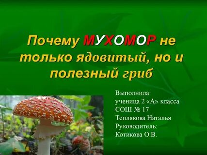 Почему полезны грибы