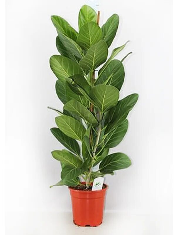 фикус кофейный. фикус бенджамина бонсай. фикус эластика робуста (ficus elastica robusta). фикус эластика в лечуза рондо. фикус бенджамина бонсай.