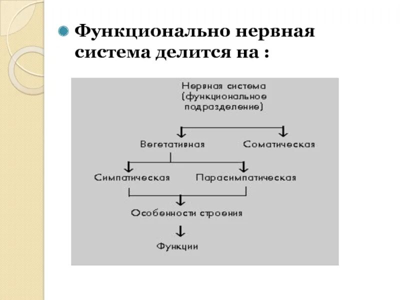 Функционально нервная система делится на. Функциональное деление нервной системы. Функциональная нервная система делится на. Нервную систему функционально делят на.