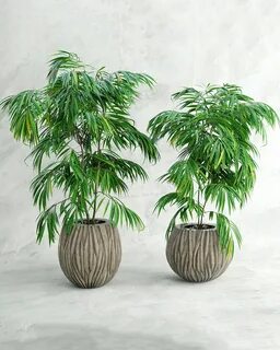 Фикус пальма
