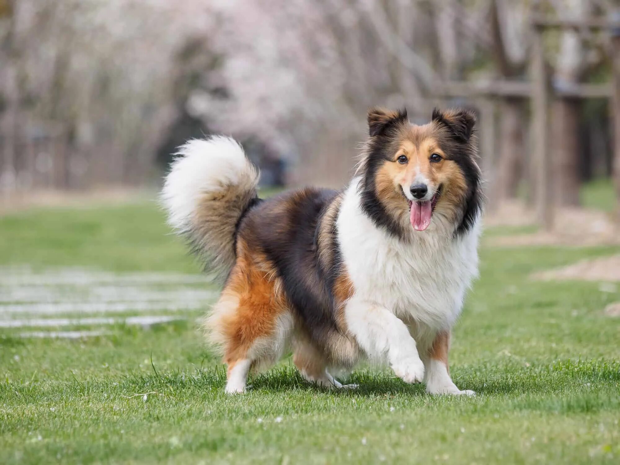 Умные животные. Умные животные. Бордер колли чейсер. Intelligent dogs. Лабрадор ретривер белый.