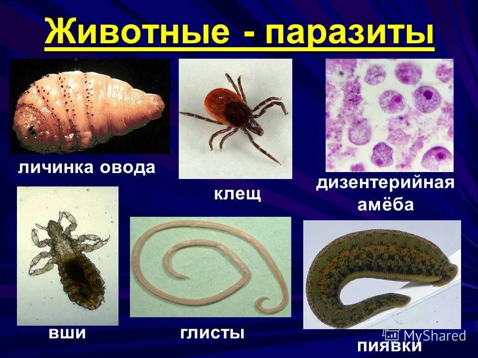 Организменная среда тест. Какие животные паразиты. Животные паразиты названия.