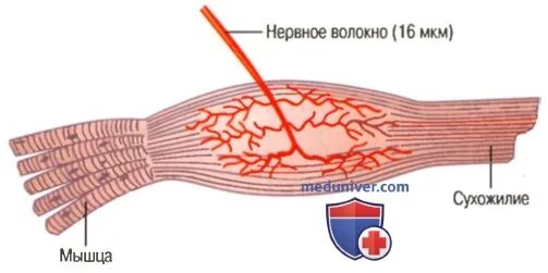 Рефлекс с сухожильных рецепторов Гольджи. Рефлекс Гольджи мышцы. Рефлекс сухожильного органа Гольджи. Сухожильный рефлекс Гольджи схема.