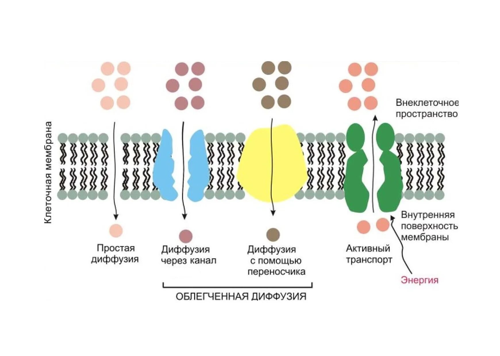 Пассивный транспорт облегченная диффузия. Диффузия активный транспорт. Пассивный транспорт веществ простая и облегченная диффузия. Мембранный транспорт ионов. Поверхностный аппарат клетки плазматическая мембрана.