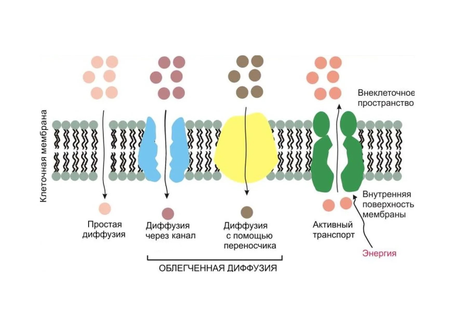 Перенос различных веществ. Пассивный транспорт веществ через клеточную мембрану. Мембранный транспорт пассивный активный облегченный. Схема транспорта через клеточную мембрану. Виды транспорта через клеточную мембрану схема.
