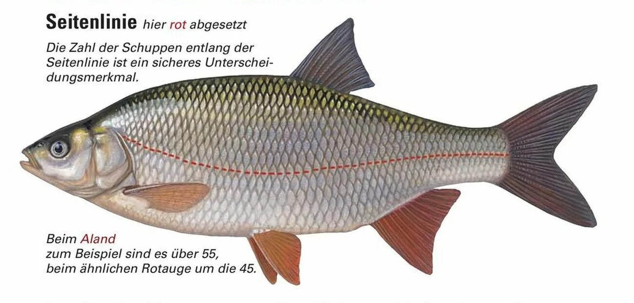Строение боковой линии у рыб. Органы боковой линии у рыб. Рыба имеет боковую линию. Боковая линия орган чувств у рыб. Что такое боковая линия у рыб 7 класс биология.