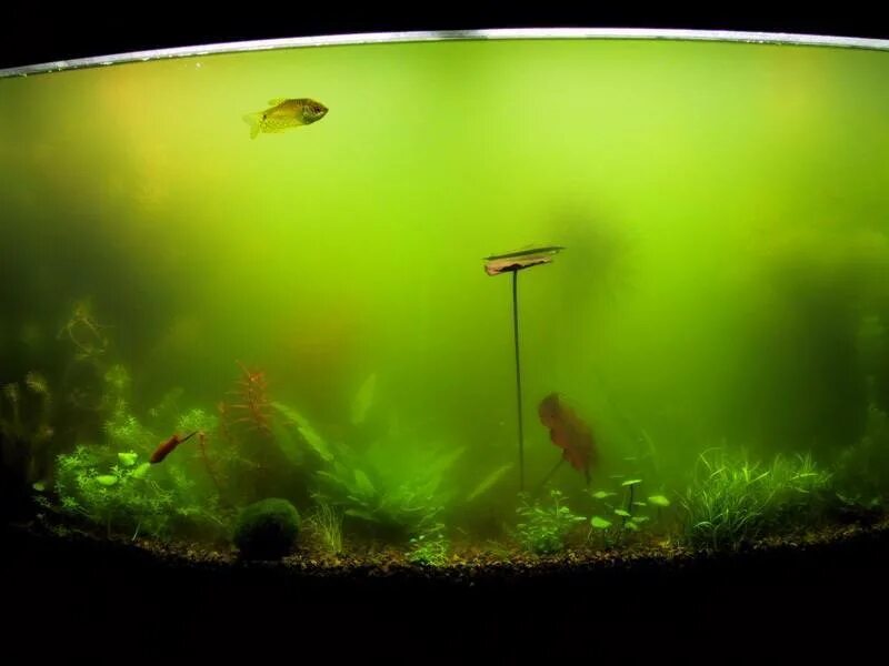 Почему аквариум быстро зеленеет. Рыбки для аквариума. Мутная вода в аквариуме. Водоросли для аквариума. Зеленый аквариум.
