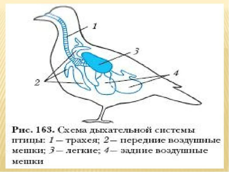 Дыхание птиц воздушные мешки. Система органов дыхания птиц схема. Схема строения дыхательной системы птиц. Система органов дыхания птиц схема 7 класс. Строение дыхательной системы голубя.