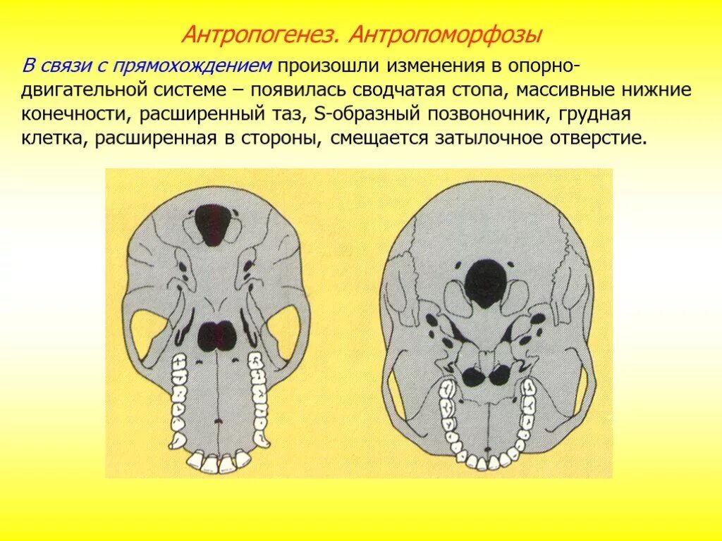 Антропоморфозы человека. В связи с прямохождением. Затылочное отверстие у человека и обезьяны. Изменения скелета в связи с прямохождением.