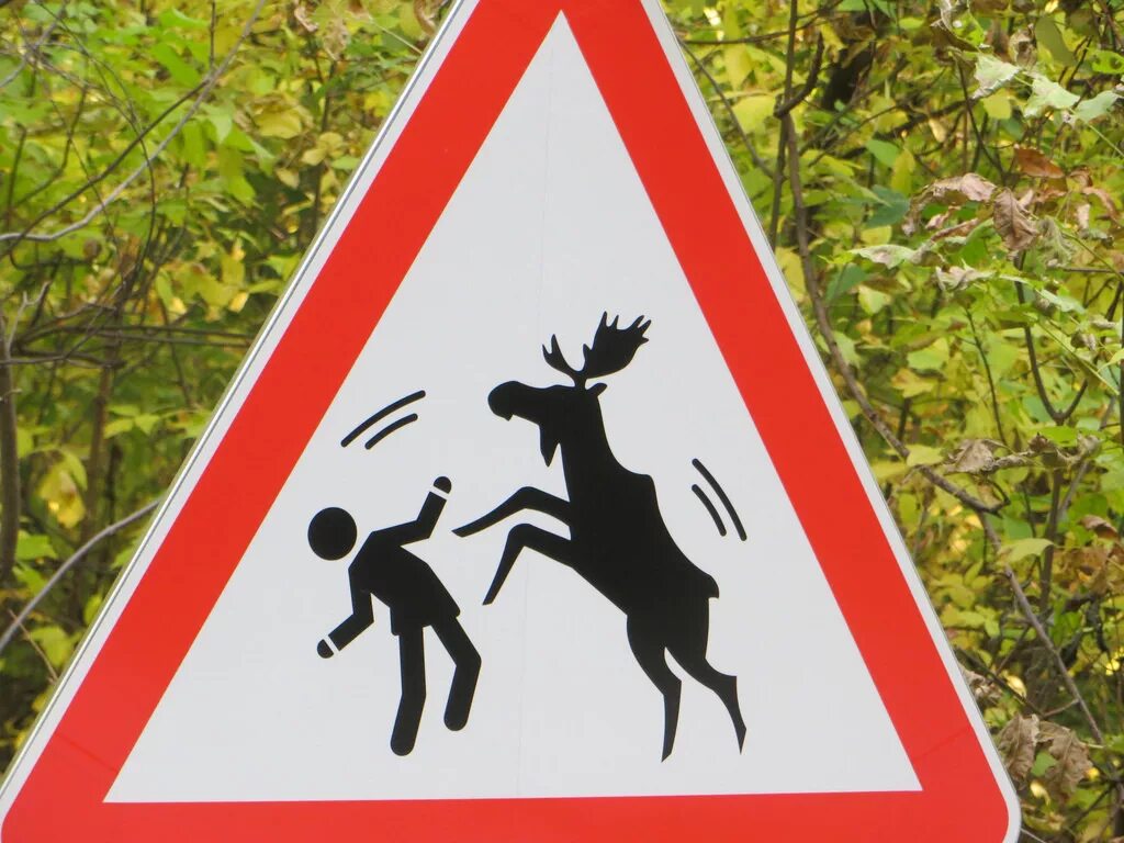 Что означает знак оленя. Дорожный знак осторожно лоси. Знак 1.27. Дикие животные. Знак осторожно звери. Дорожный знак осторожно звери.