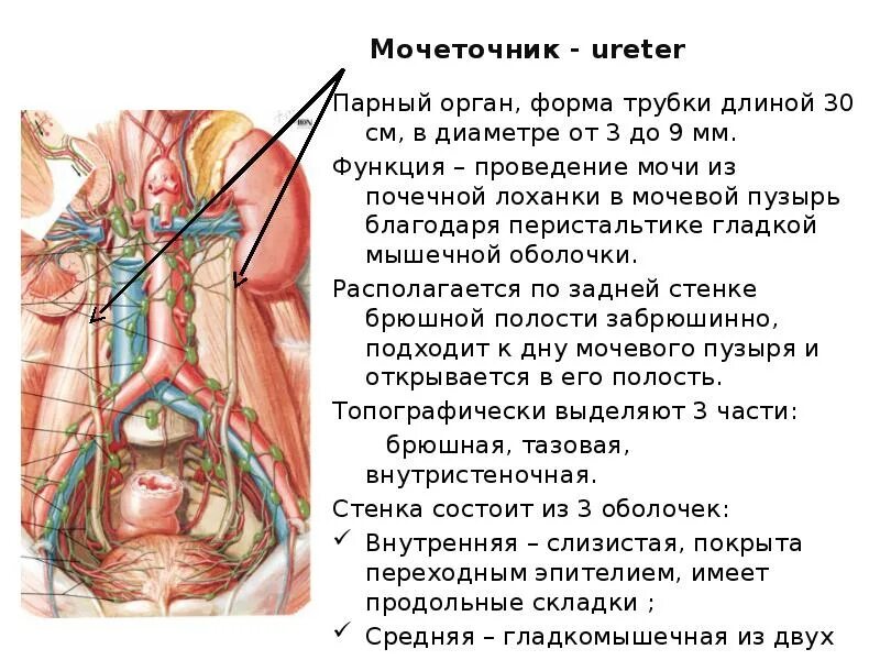 Мочеточник парный. Мочеточник (ureter). Мочеточник анатомия. Мочеточник строение анатомия. Строение мочеточника.
