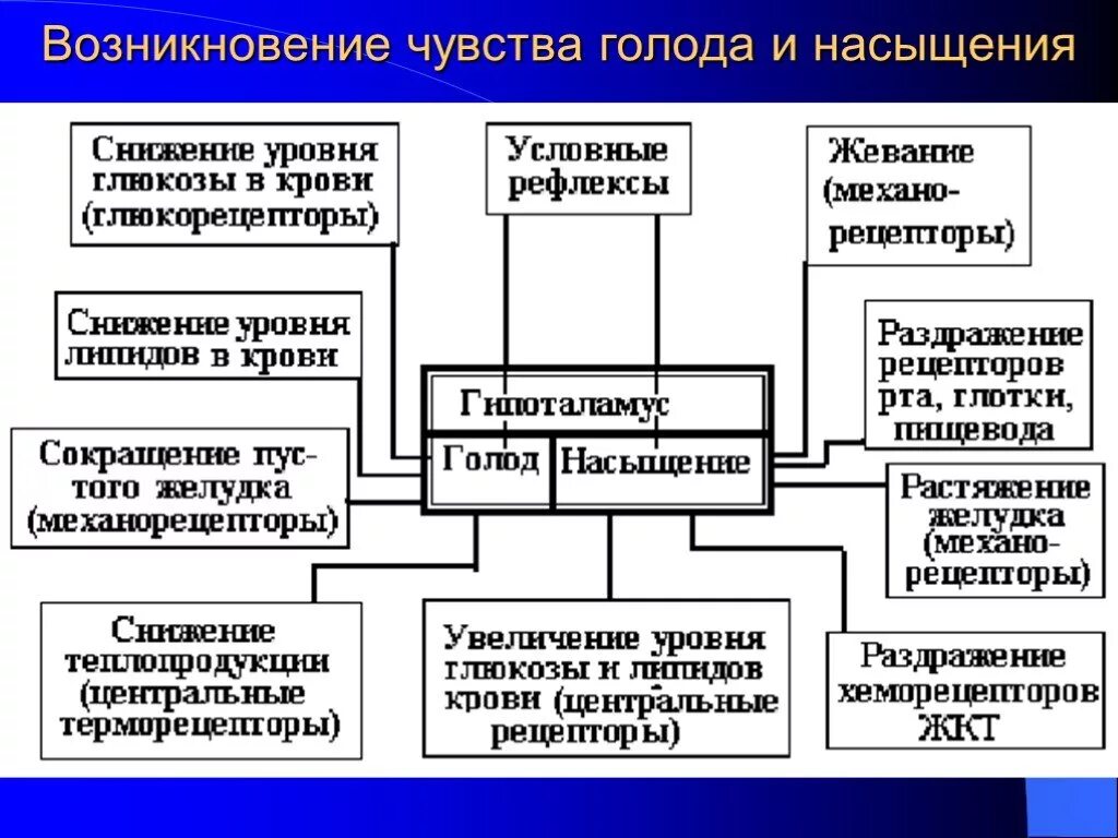 Содержит центры теплорегуляции голода и насыщения жажды. Чувство голода и насыщения. Рецепторы голода и насыщения. Как возникает чувство голода и насыщения. Возникновение чувства голода.