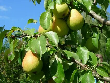 Лучшие сорта груш рейтинг