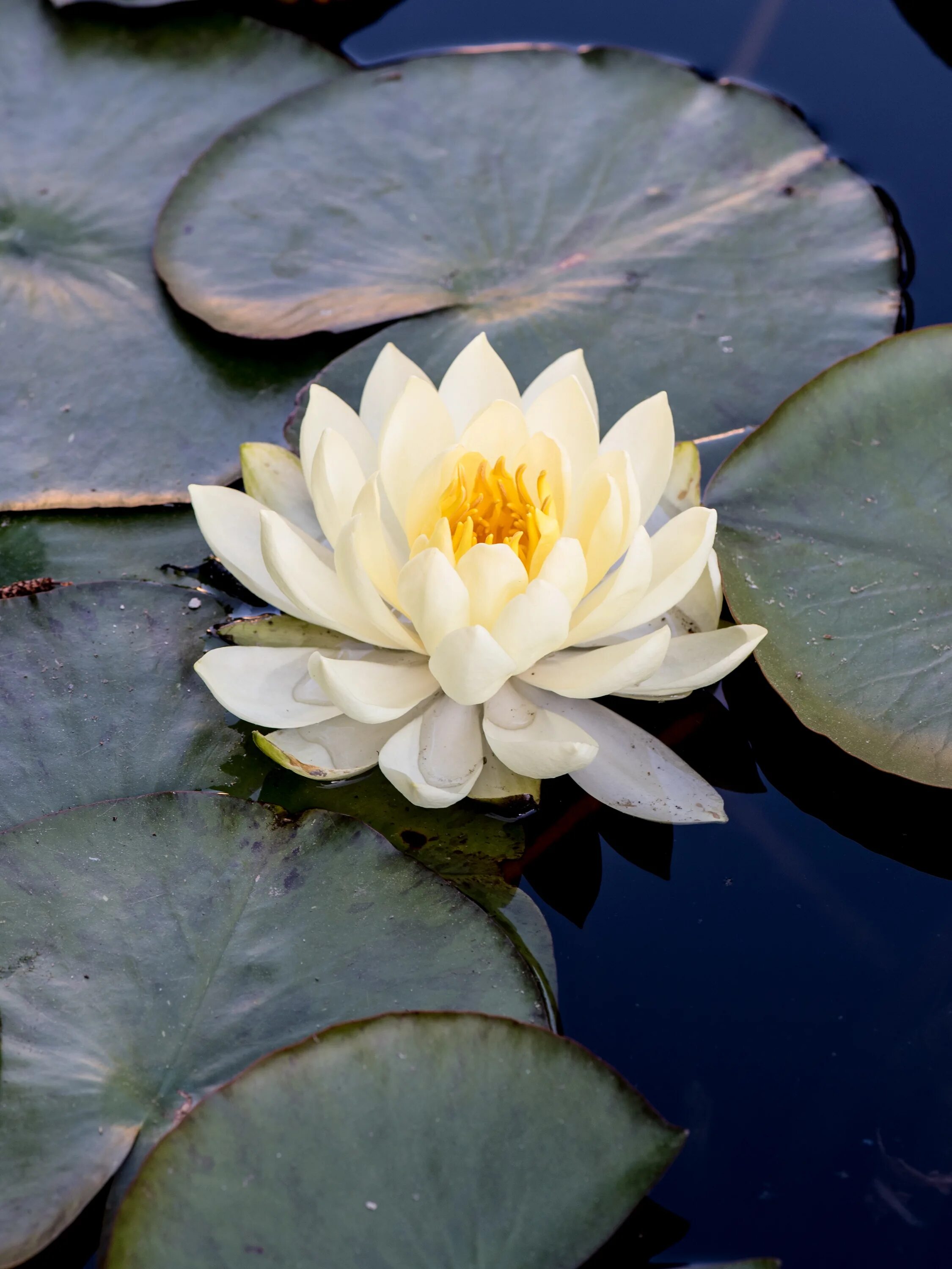 Водяная Лилия/Nymphaea. Кувшинка четырехгранная (Nymphaea Tetragona). Кувшинка белая (Nymphaea Alba). Нимфея Тетрагона. Растения на воде названия