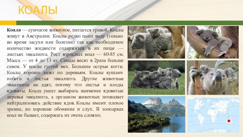 Сообщение о коале. Коала в Австралии сообщение. Рассказ о коале. Коала презентация. Коала доклад для 2 класса.