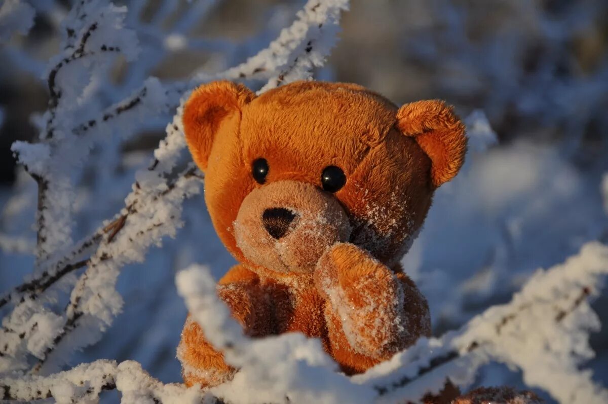 Медведь снежок. Мишка в снегу. Мишка зимой. Медведь зимой. Медвежонок зимой.