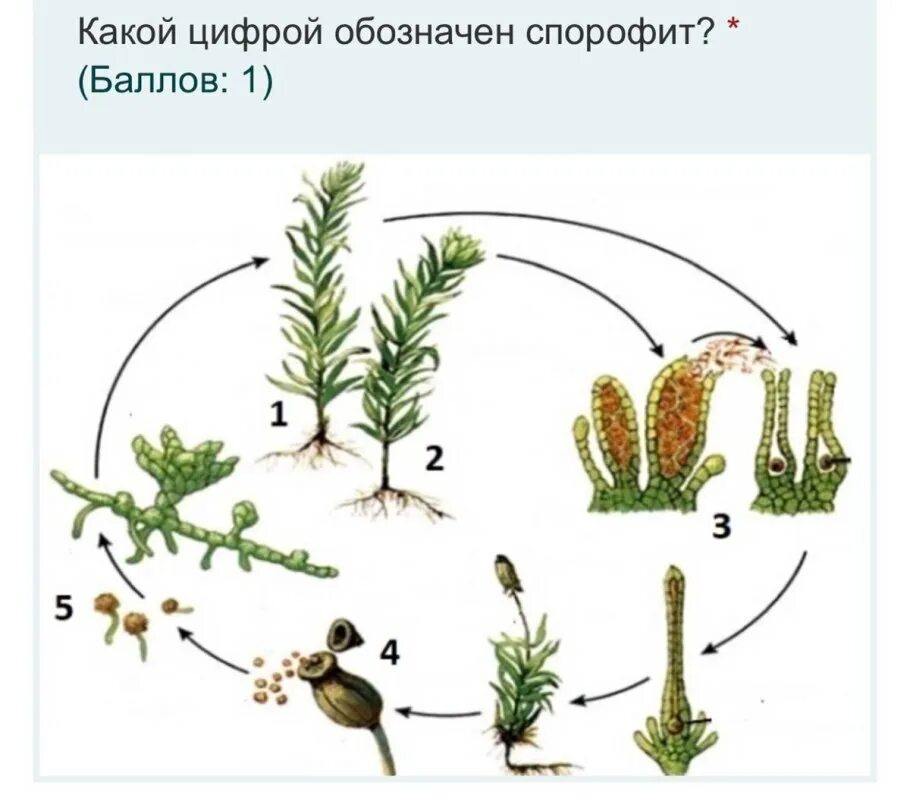 Циклы высших растений