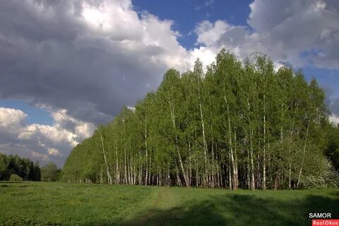 Березняк лес