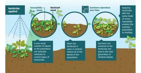 Plant resistance