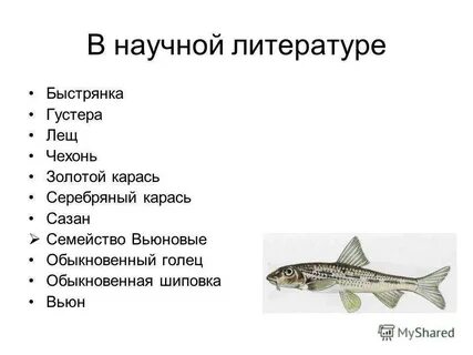Хищная пресноводная рыба семейства тресковых