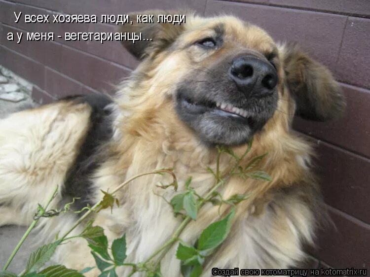 Смешные фразы про собак. Веселые цитаты про собак. Афоризмы о собаках. Фразы про собак. Высказывания отсобаках.