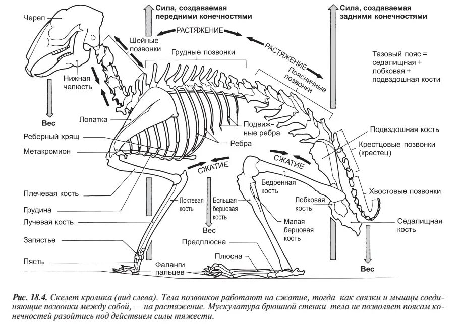 Строение скелета млекопитающих кролика. Строение скелета позвоночника млекопитающих. Анатомия кролика скелет. Рис 152 скелет кролика. Отделы скелета млекопитающих животных