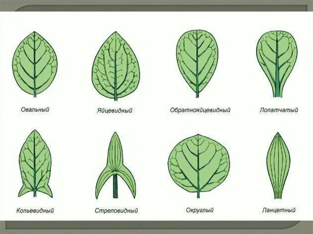 Линейная форма листа. Почковидная форма листовой пластинки. Широкояйцевидная форма листа. Форма листовой пластинки липы. Яйцевидно-ланцетные листья.