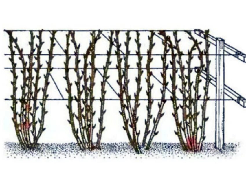 Как подвязать малину правильно легко быстро. Подвязка ремонтантной малины. Шпалерный метод подвязки малины. Ежемалина Кимберли шпалера. Шпалерная подвязка малины.