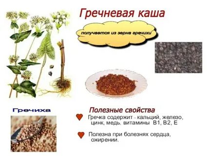 Откуда гречка