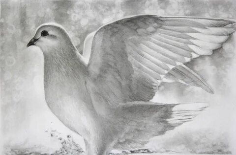 Голубь нарисовать карандашом
