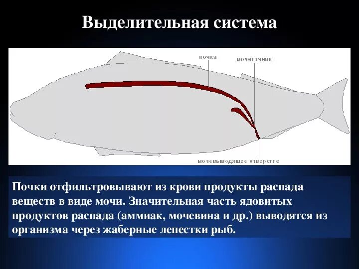 Функции пищеварительной системы рыб кратко. Выделительная система система рыб. выделительная система рыб 7 класс биология.