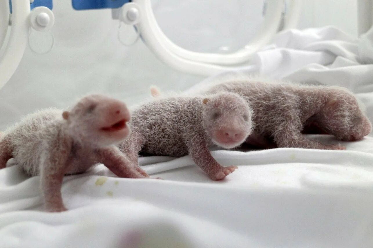 Новорожденные медвежата. Новорожденный белый медвежонок. Новорождённые утконосы. Детёныши панды новорожденные. Детёныш панды новорожденный.