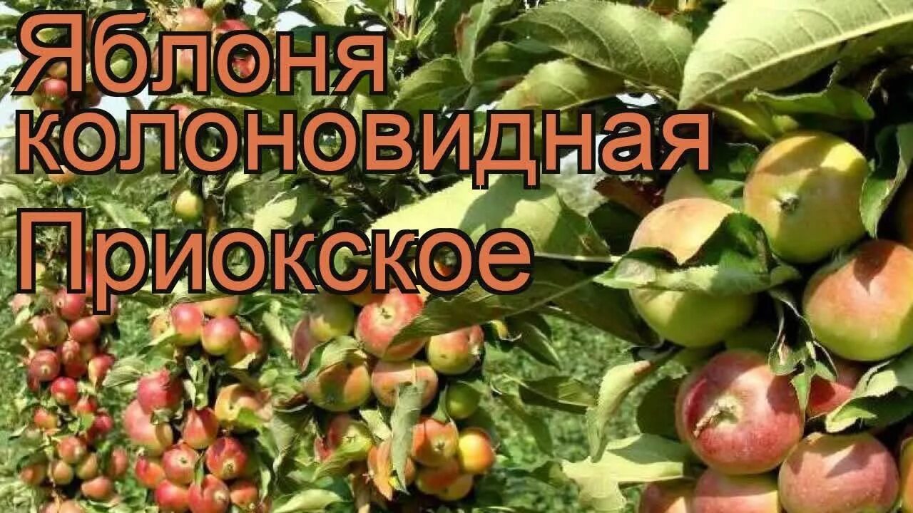 Сорта опылители колоновидных яблонь. Яблоня колоновидная Приокское. Сорт колоновидной яблони Приокское. Яблоня Приокское колоновидная описание. Яблоня сорт Приокское колоновидная.