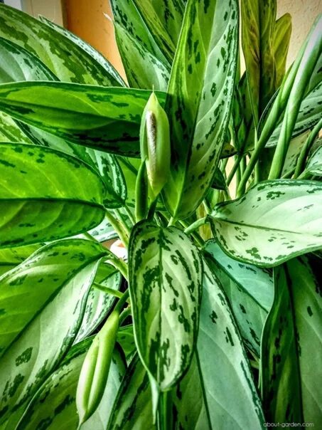 Купить Аглаонему (Aglaonema) комнатное растение в СПб в интернет - магазине