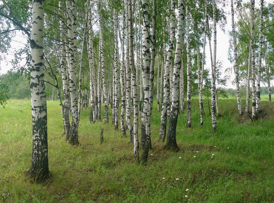 Берёзовая роща парк новосибирск. Березовая роща тверь. Берёзовая роща орехово-зуево. Саракташ березовая роща. Березовая роща опушка.