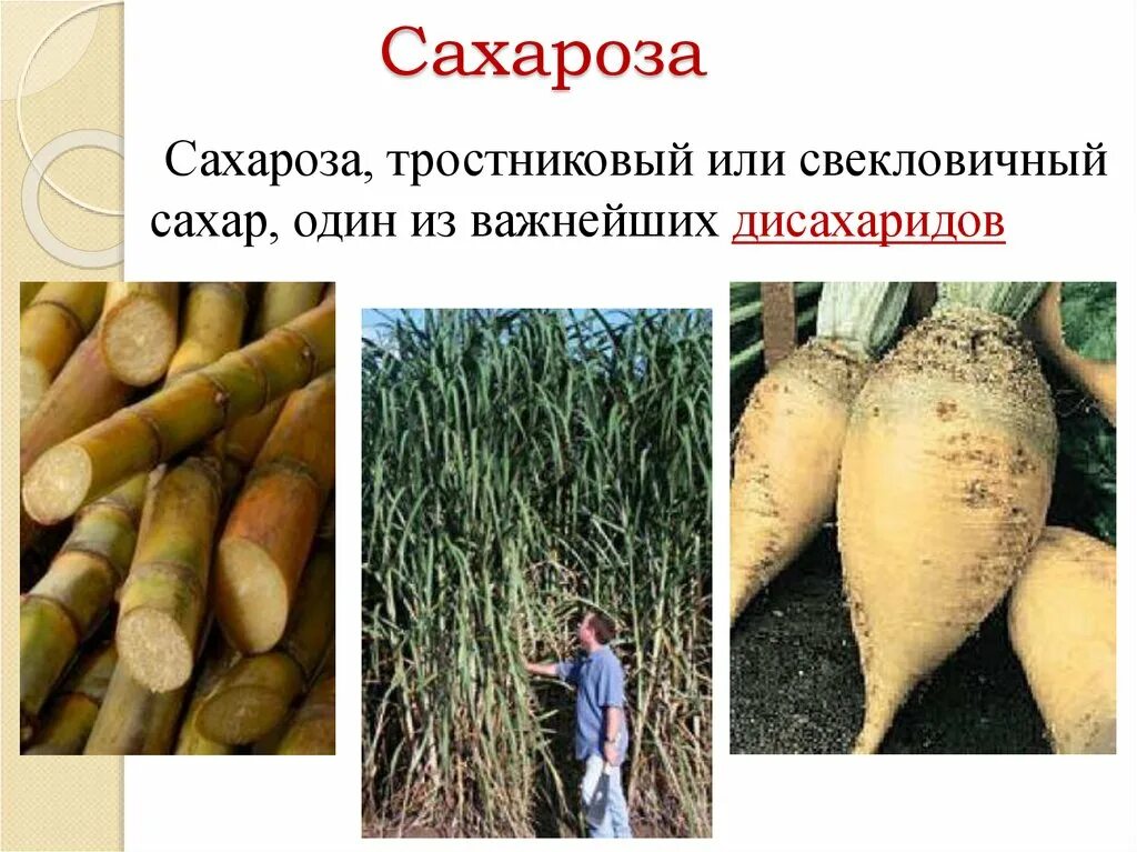 Тростниковый или свекольный сахар. Тростниковый сахар белый. Тростниковый и свекольный сахар. Тростниковый или свекольный сахар. Тростниковый или свекольный сахар.