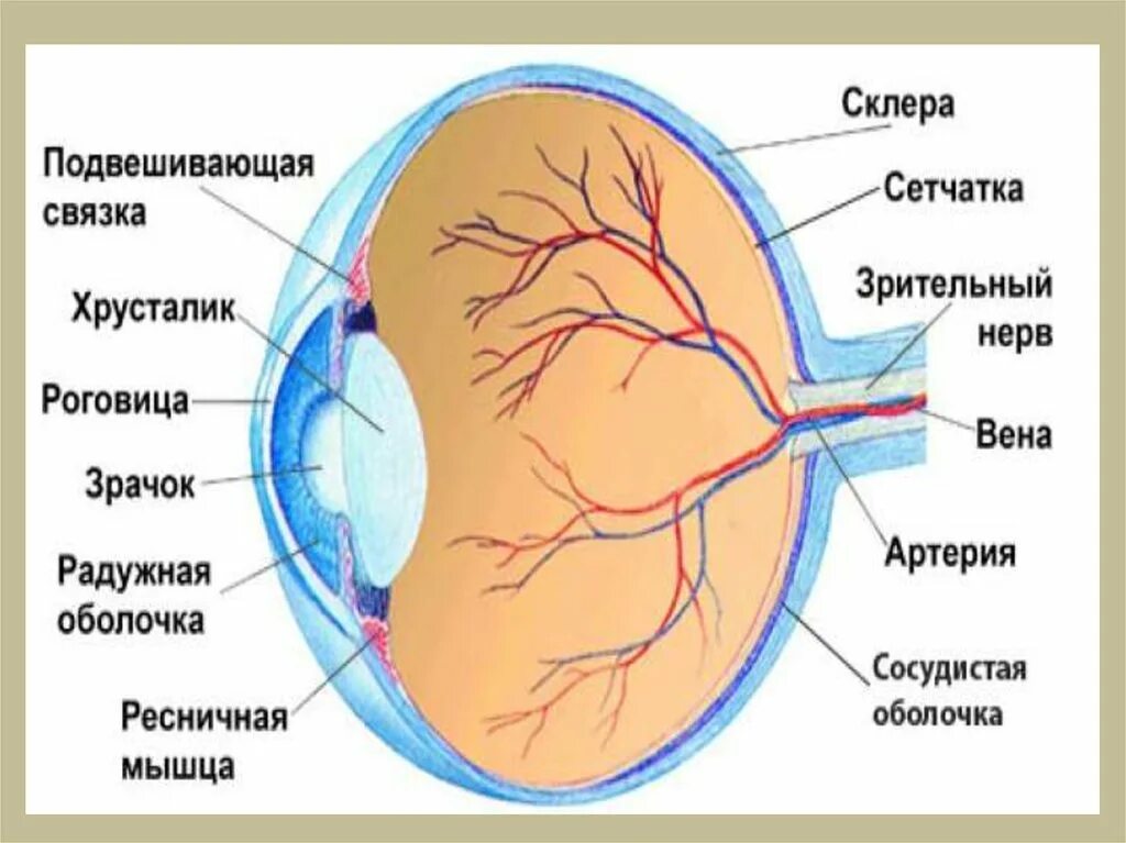 Строение органов чувств. Органы чувств анатомия. Анализаторы органы чувств анатомия. Строение анализаторов органов чувств.