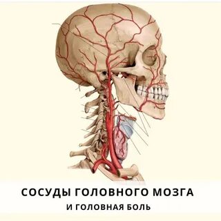 Болит голова сосуды головного