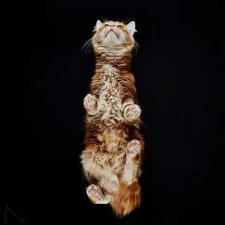 Кот снизу