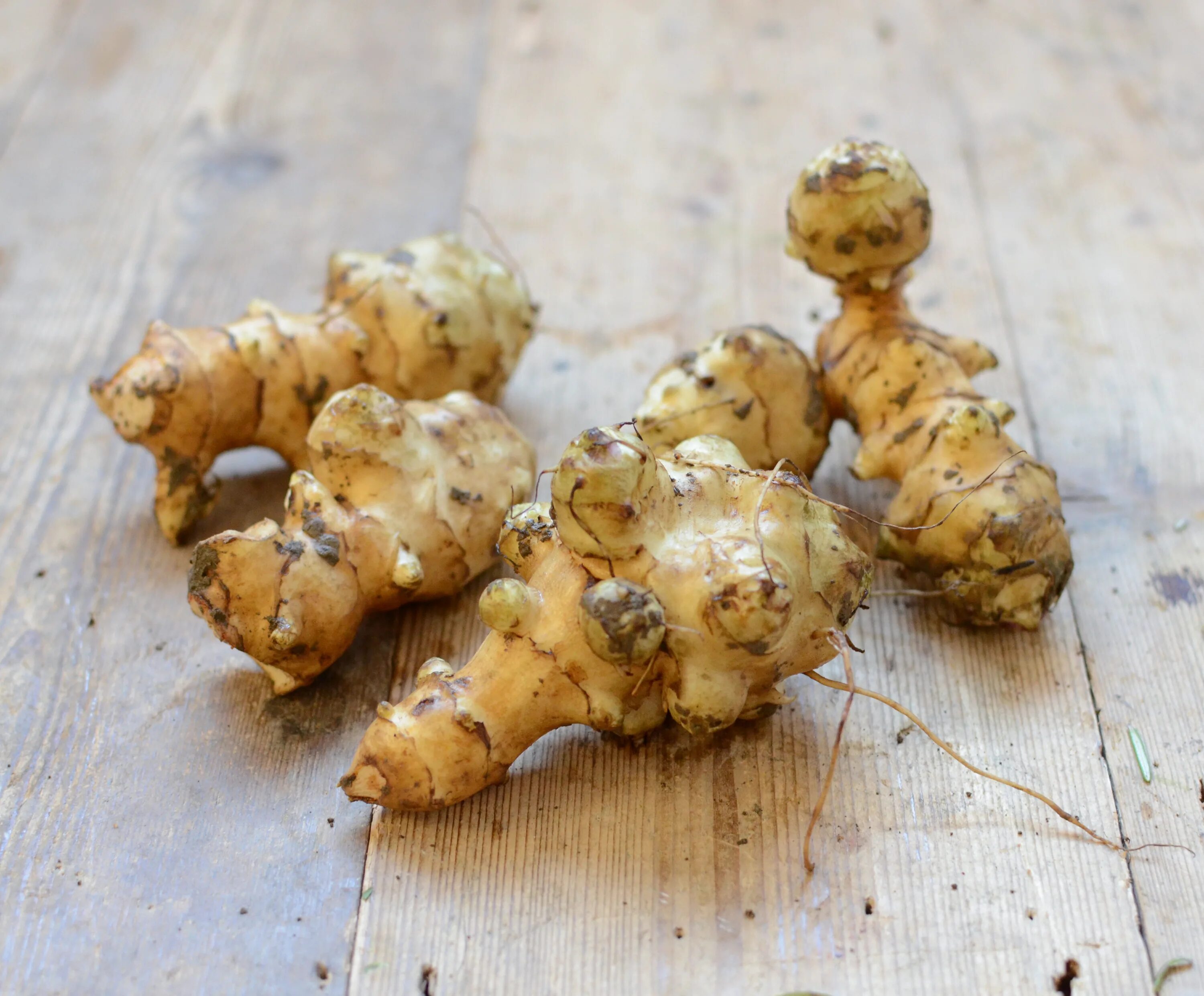 Топинамбур иерусалимский. Земляная груша топинамбур. Земляной картофель топинамбур. Топинамбур клубни сорта. Топинамбур что.