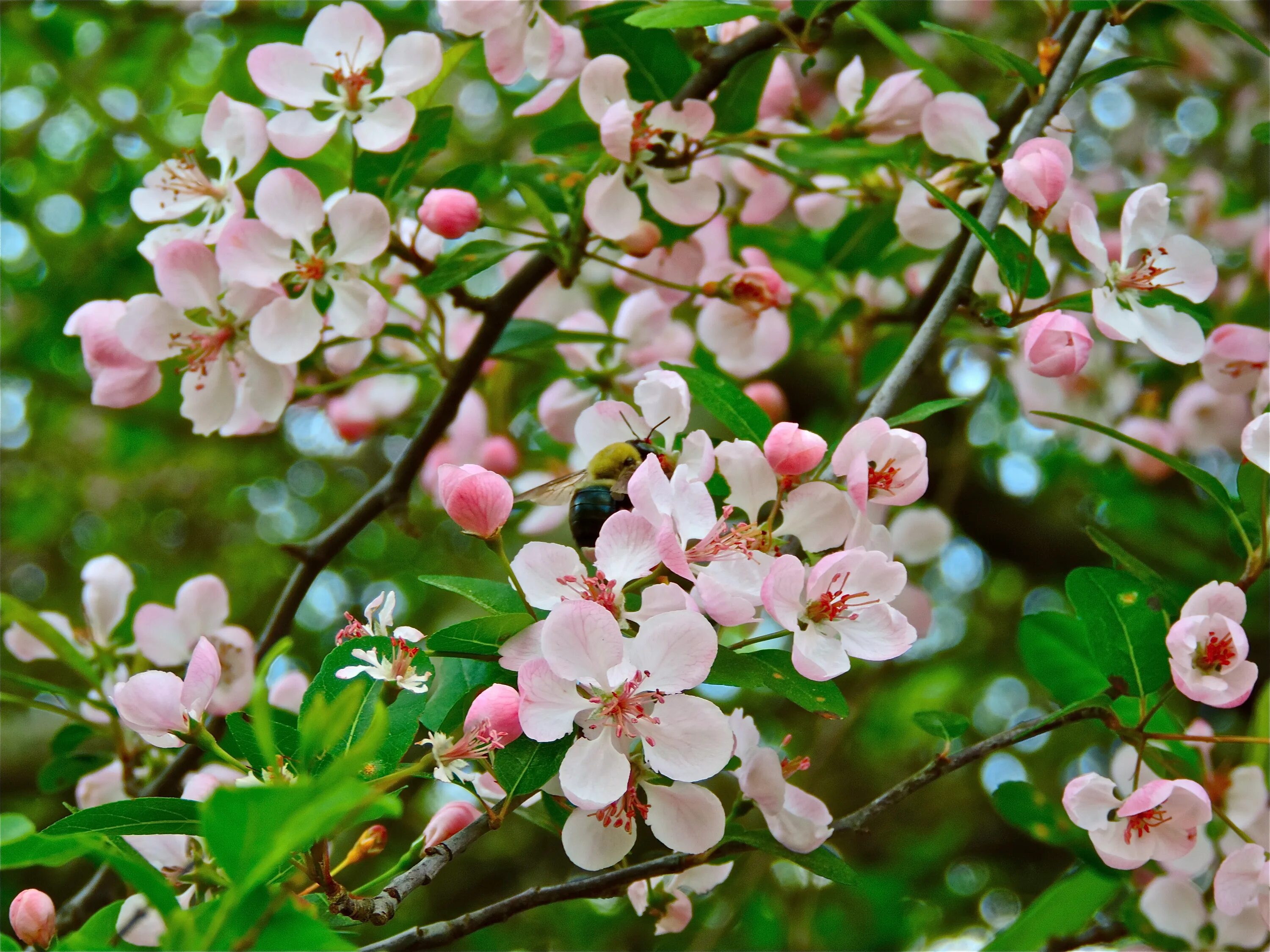 Дерево весной название цветет. Яблоня Урюк вишня. Цветёт абрикос куст. Яблоня Садовая цветение. Цветущая яблоня и вишня.
