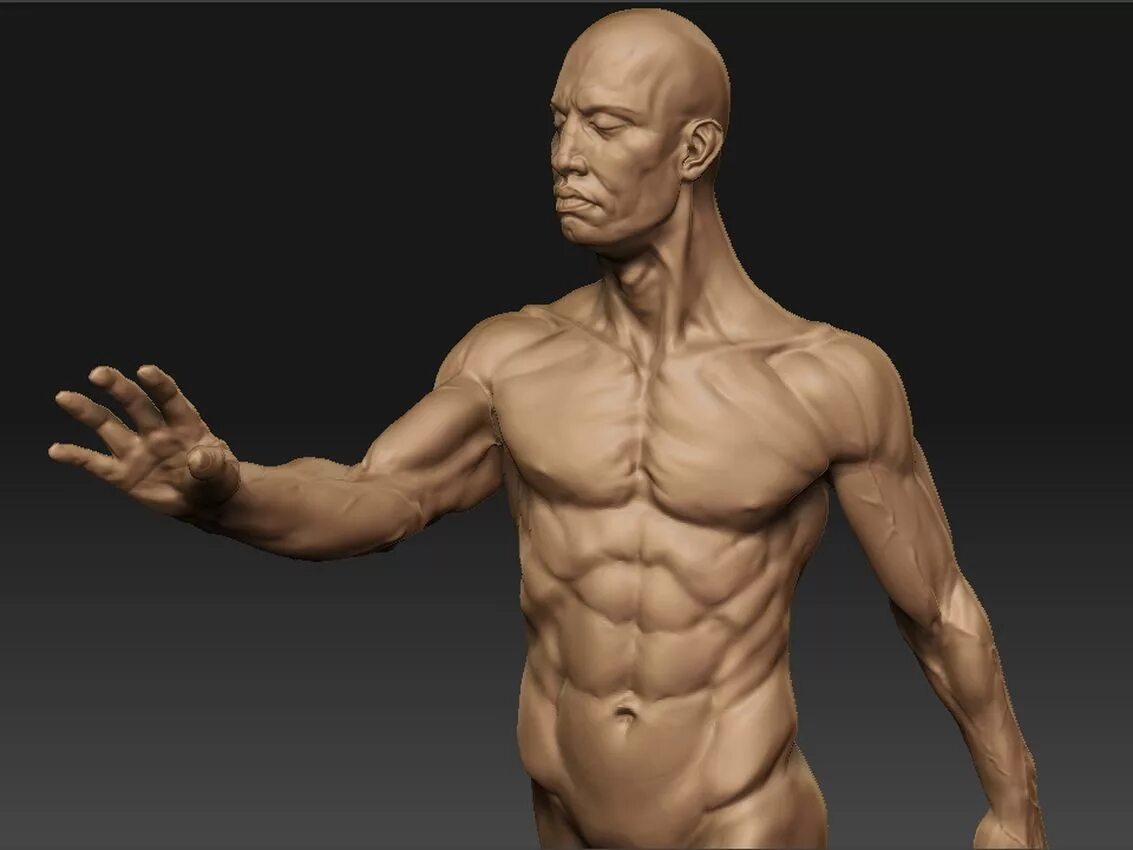 Мышцы 3д модель. Zbrush референс анатомия. торс референс zbrush. анатомия модель збраш. зибраш торс.