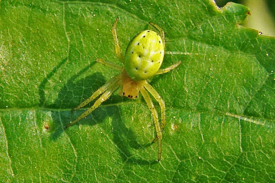 Мод зеленый паук. Микромата зеленоватая самка. Мод зеленый паук. Зелёный паук в подмосковье. Паук эбрехтелла зелёный.