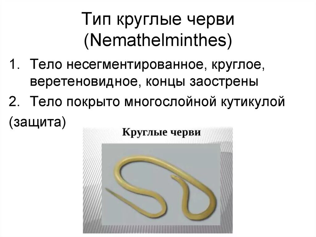 Тип круглые черви – Nemathelminthes. Представители круглых червей. Медицинская гельминтология Тип круглые черви. Класс круглых червей. Перечислите круглых червей