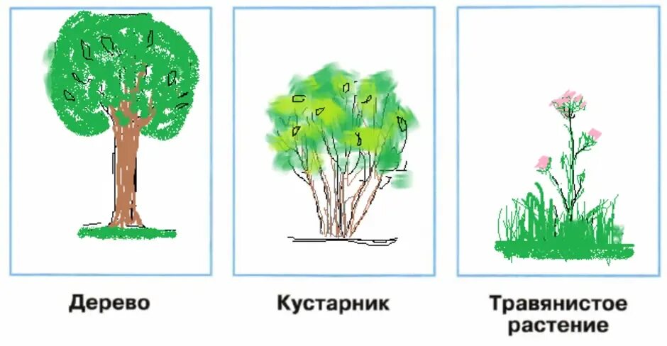 Тест кустики 4 класс с ответами. Дерево кустарник травянистое растение рисунки. Схема дерево кустарник травянистое растение. Нарисуй схематическое дерево кустарник травянистое растение. Схематическое дерево кустарник травянистое растение нарисовать.