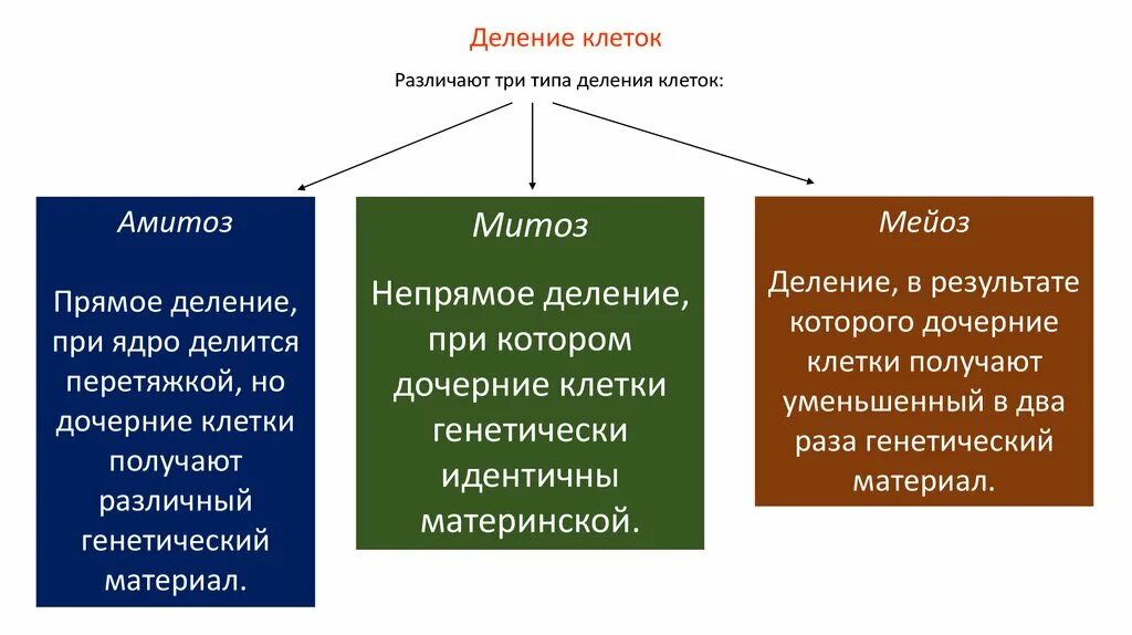 Типы деления клеток. Способы деления клетки таблица. Прямое и Непрямое деление. Способы деления клетки кратко. Биологический смысл деления клетки