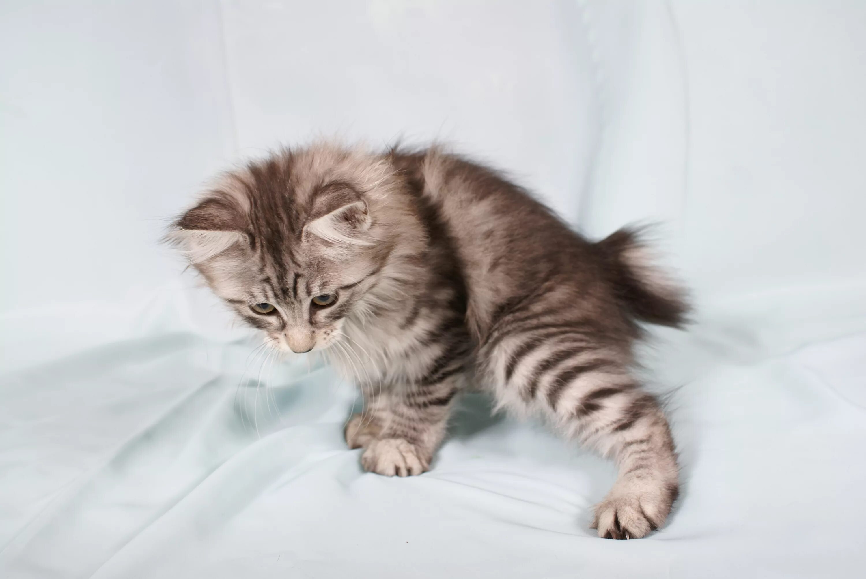 Котята курильского бобтейла питомник. Карельский бобтейл маленький котенок. бобтейл котята фото маленькие. фото маленьких котят курильского бобтейла. 10 дней бобтейлы котята фото и цена и отзывы.